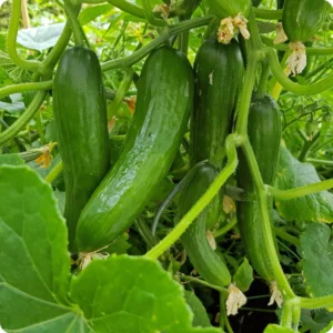 عکس خیار