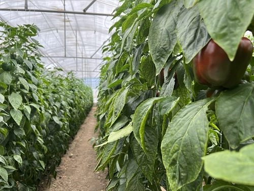 کشت بدون خاک گیاهان گلخانه ای 1