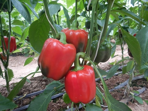 pepper1