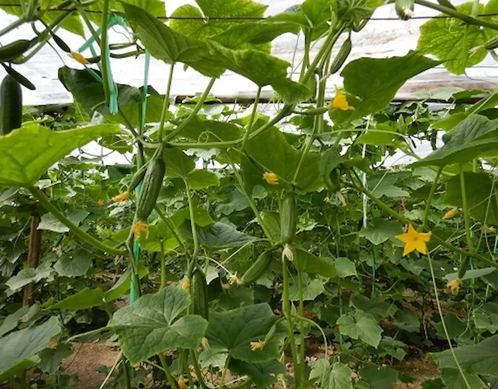 خیار گلخانه ای