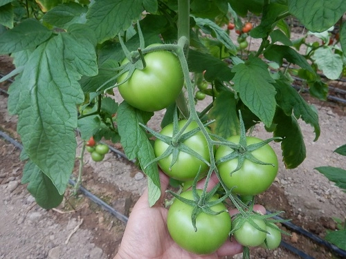 گوجه فرنگی گلخانه ای