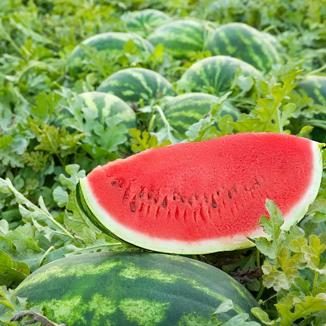 Watermelon 2