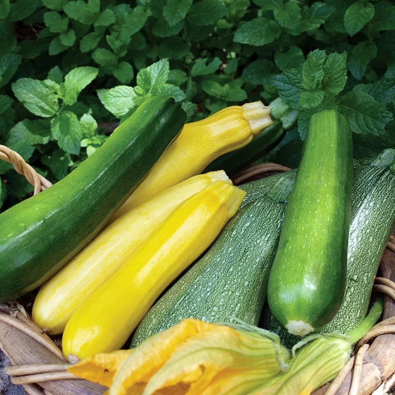 zucchini 1