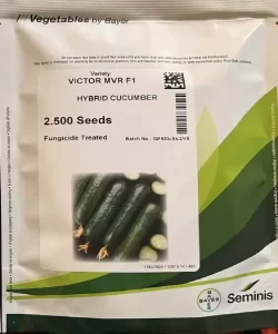 بذر خیار ویکتور -Victor MV F1