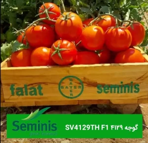 گوجه ۴۱۲۹ SV4129TH F1