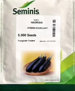 hadrian eggplant بذر بادمجان هادریان 1