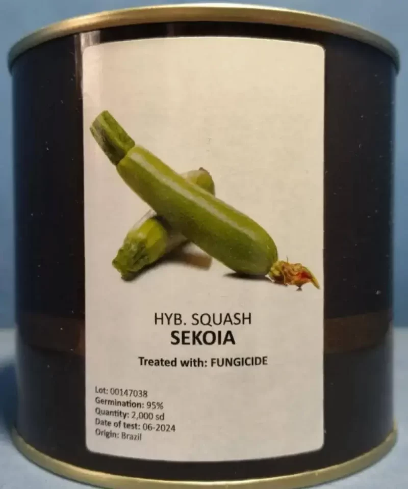 sekoia-بذر کدو خورشتی
