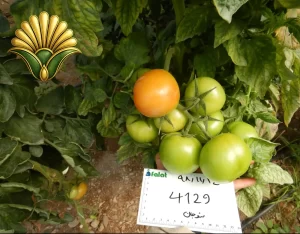 tomato 4129_10