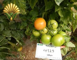 tomato 4129_10