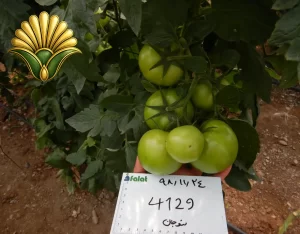 tomato 4129_11