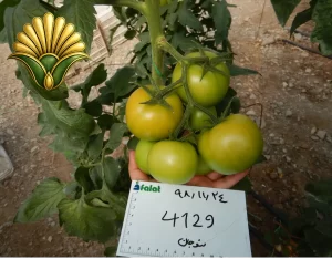 tomato 4129_12