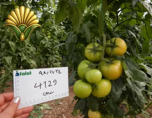 tomato 4129_14