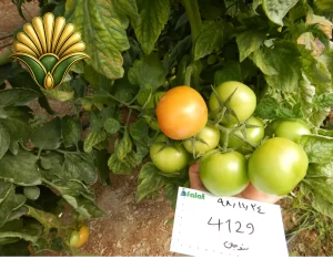 tomato 4129_15