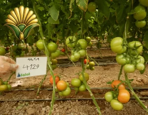tomato 4129_17