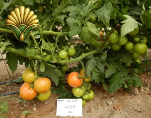 tomato 4129_18