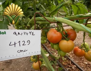 tomato 4129_2