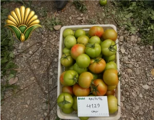 tomato 4129_3
