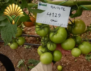 tomato 4129_4