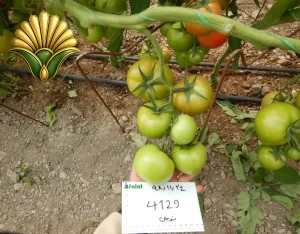 tomato 4129_5