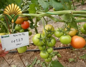 tomato 4129_6