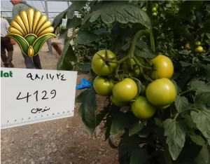 tomato 4129_7