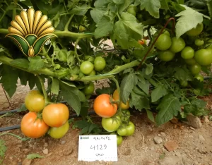 tomato 4129_8