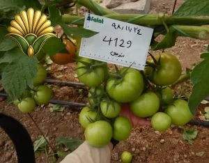 tomato 4129_9